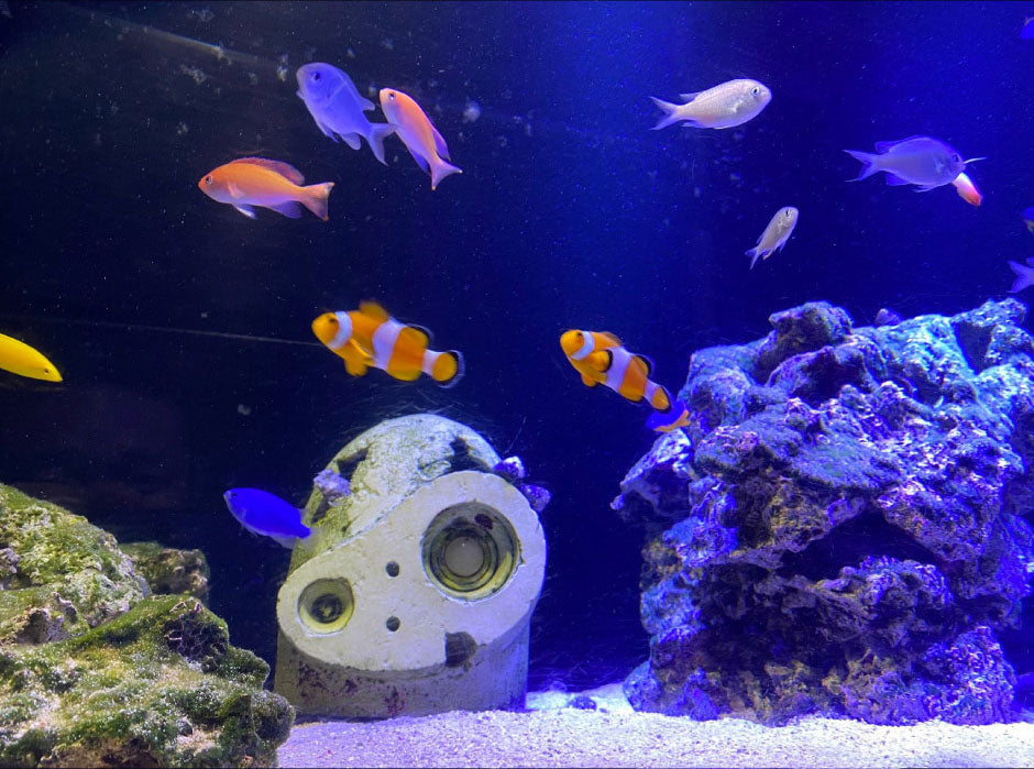 LED 水槽 アクアリウムライト E26 水槽ライト 20W 水槽対応 水槽用照明 アクアリウム ライト RGB 観賞魚ライト 熱帯魚 ライト 観賞魚飼育 ビオトープ 水草育成 海水 サンゴ ライブロック LDR20AQUA-R ビームテック