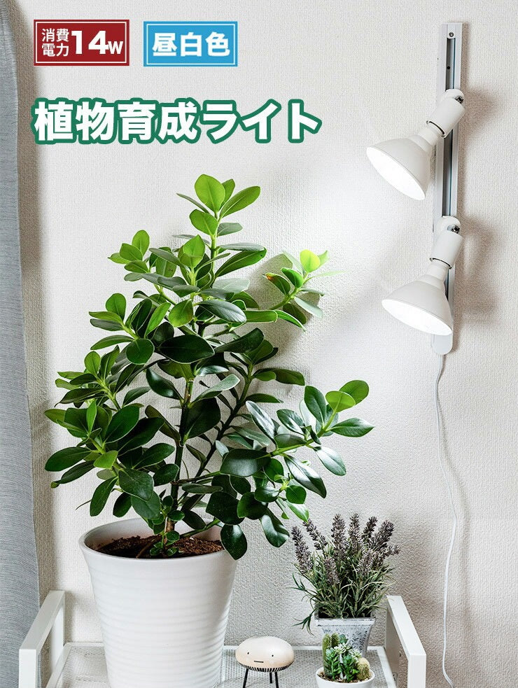 LED 植物育成 水耕栽培 LEDライト 観葉 植物 育成 ガーデニング 植物育成ライト E26 LG14PAR38-YW ビームテック –  ビームテック ONLINE SHOP